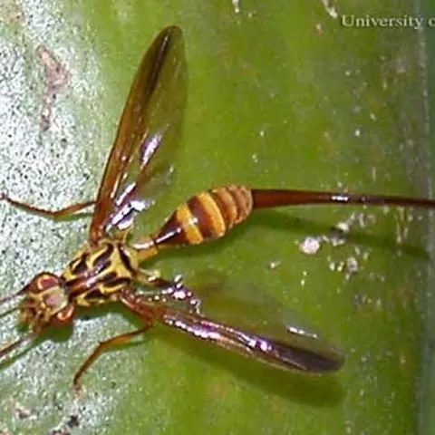 thumbnail for publication: Papaya Fruit Fly (suggested common name), Toxotrypana curvicauda Gerstaecker (Insecta: Diptera: Tephritidae)